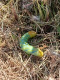Chenille de sphinx